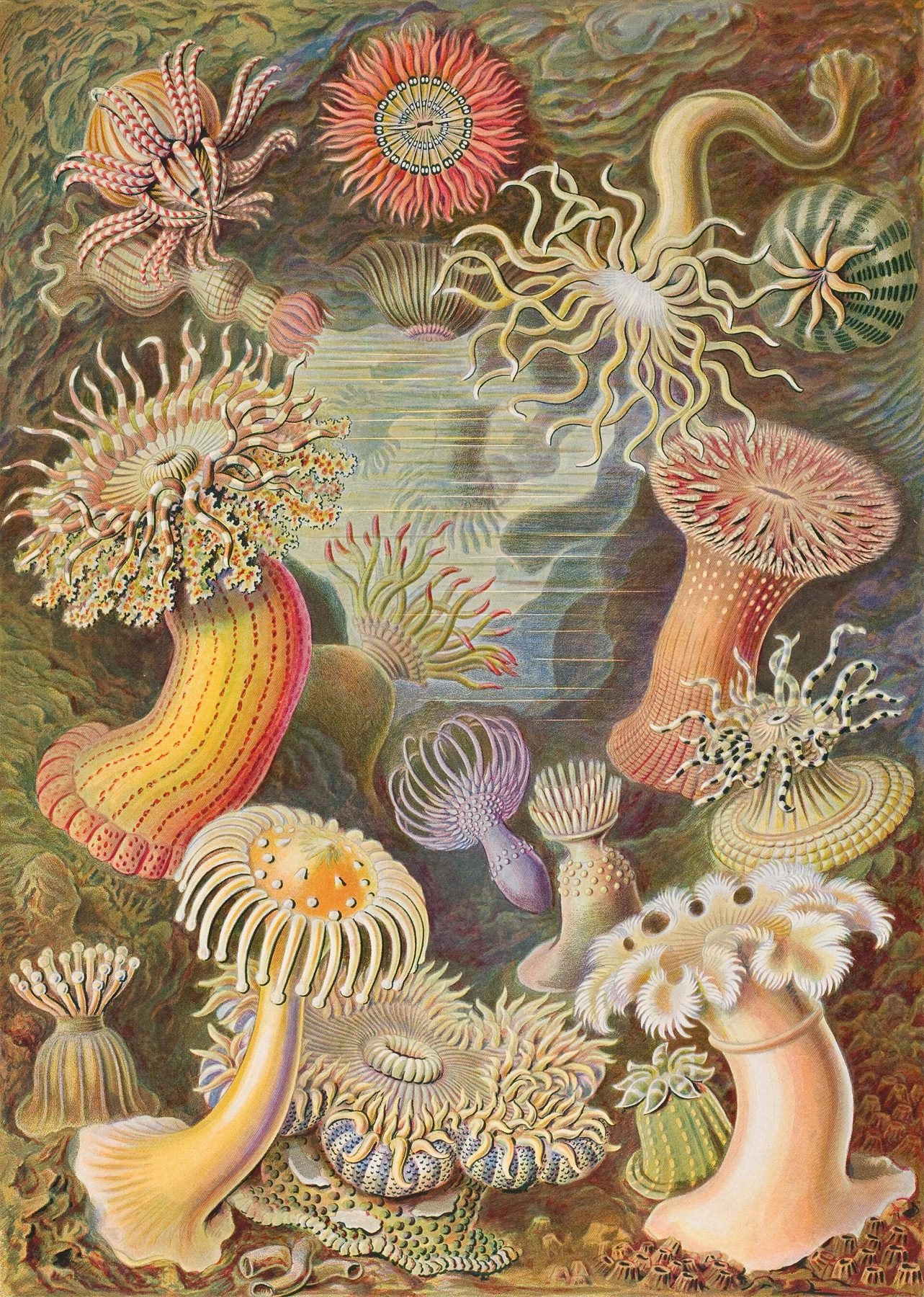 Lámina de anémonas de mar de Ernst Haeckel