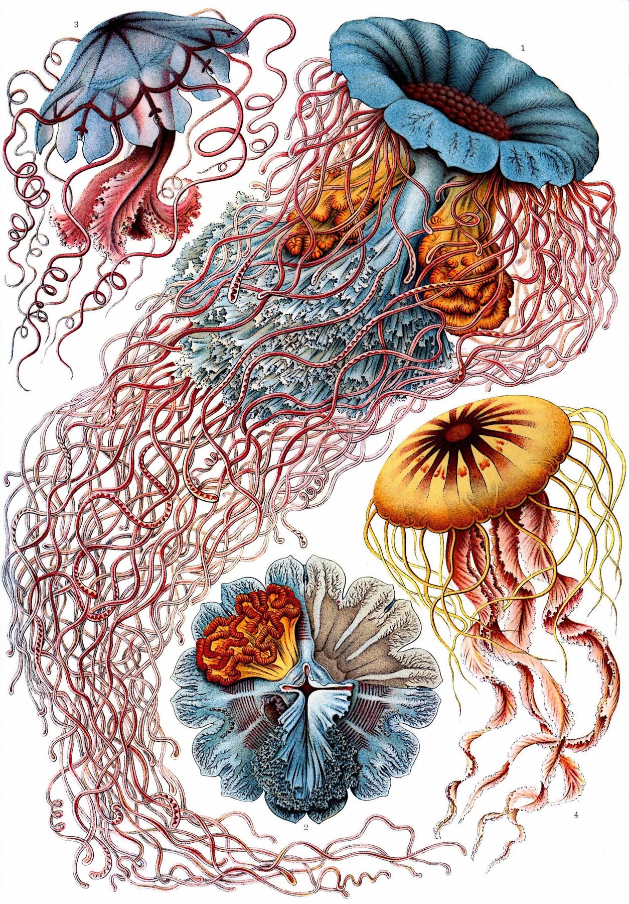 Lámina de medusas de Ernst Haeckel
